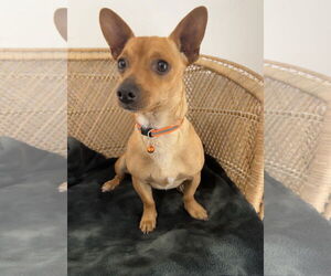 Chihuahua-Unknown Mix Dogs for adoption in Bellevue, WA, USA