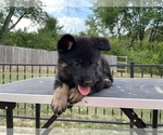 Small Photo #16 German Shepherd Dog Puppy For Sale in COLUMBIA, MO, USA