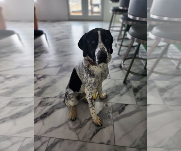 Medium Photo #5 Mutt Puppy For Sale in Sandy, UT, USA