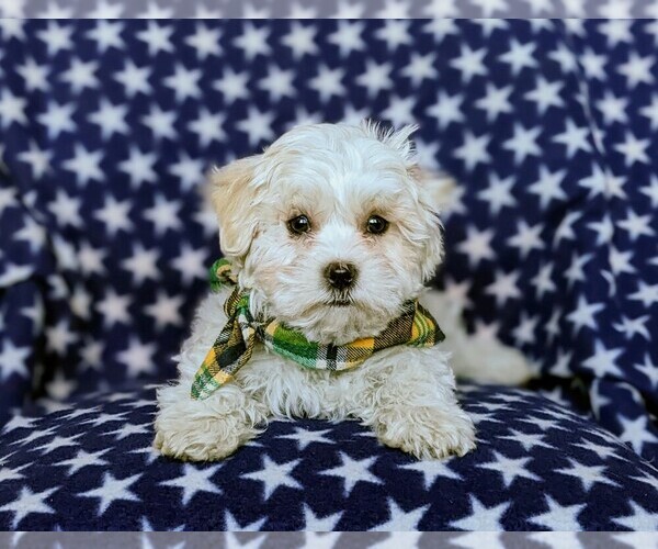 Medium Photo #6 Maltese Puppy For Sale in ATGLEN, PA, USA