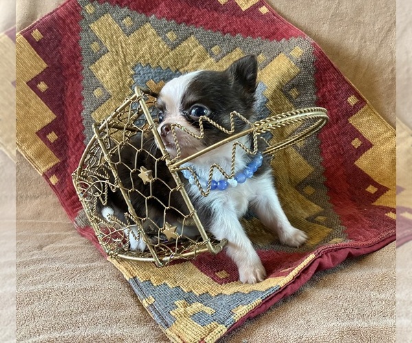 Medium Photo #5 Chihuahua Puppy For Sale in NEWVILLE, PA, USA