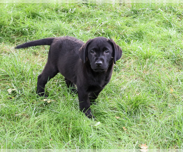 Medium Photo #4 Labrador Retriever Puppy For Sale in SYRACUSE, IN, USA