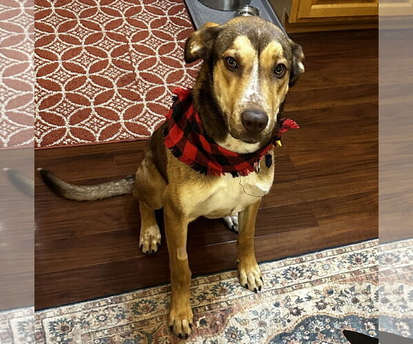 Medium Photo #1 German Shepherd Dog-Great Dane Mix Puppy For Sale in Fargo, ND, USA