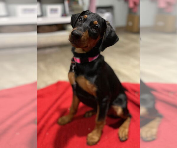 Medium Photo #1 Doberman Pinscher Puppy For Sale in Minneaoplis, MN, USA