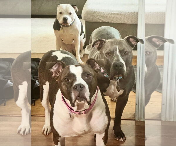 Medium Photo #8 Bulloxer Puppy For Sale in Strongsville, OH, USA