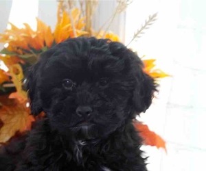 Zuchon Puppy for sale in RED LION, PA, USA