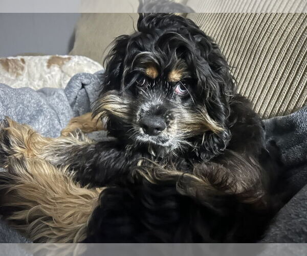Medium Photo #2 Cocker Spaniel Puppy For Sale in Aurora, IN, USA