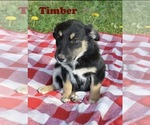 Small #1 Australian Shepherd