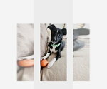 Small Mutt
