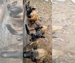 Belgian Malinois Puppy for sale in HOLLY SPRINGS, MS, USA