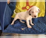 Puppy 7 Dogo Argentino