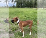 Small #1 Boxer