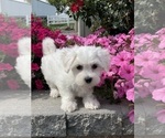 Small #5 Coton de Tulear