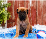 Small #5 Mastiff