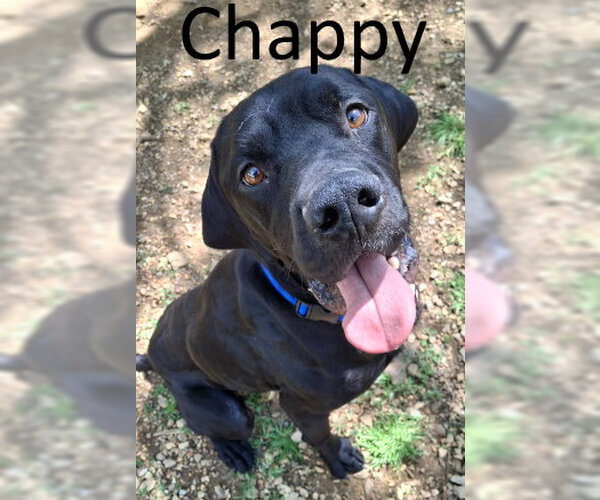Medium Photo #2 Great Dane-Labrador Retriever Mix Puppy For Sale in Mountain View, AR, USA