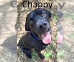 Small #1 Great Dane-Labrador Retriever Mix