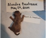 Puppy Female 2 Hazeln Dachshund