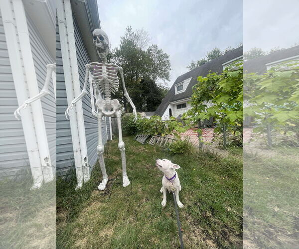Medium Photo #4 American Pit Bull Terrier-Unknown Mix Puppy For Sale in Derwood, MD, USA