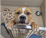 DOLAN - Male American Pit Bull Terrier Dog for Adoption - Small photo