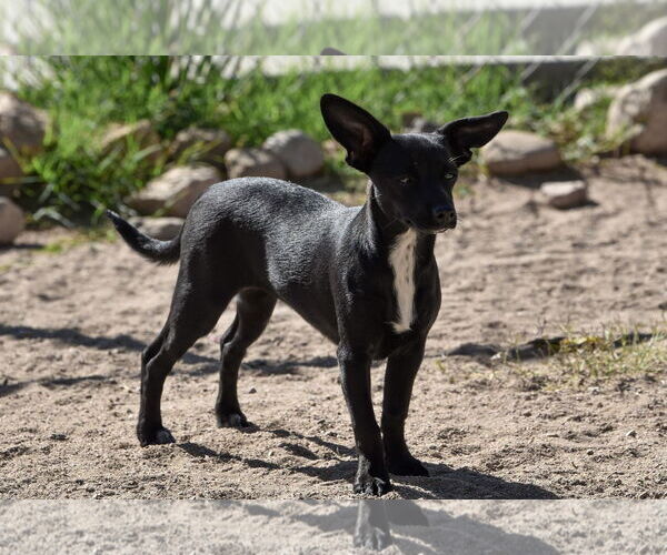 Medium Photo #8 Chihuahua Puppy For Sale in Hesperia, CA, USA