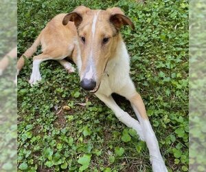 Mutt Dogs for adoption in Dublin, OH, USA