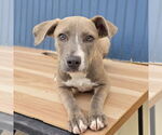Small American Pit Bull Terrier Mix