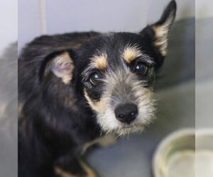 Mutt Dogs for adoption in San Antonio, TX, USA