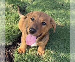 Pembroke Welsh Corgi-Unknown Mix Dogs for adoption in San Antonio, TX, USA