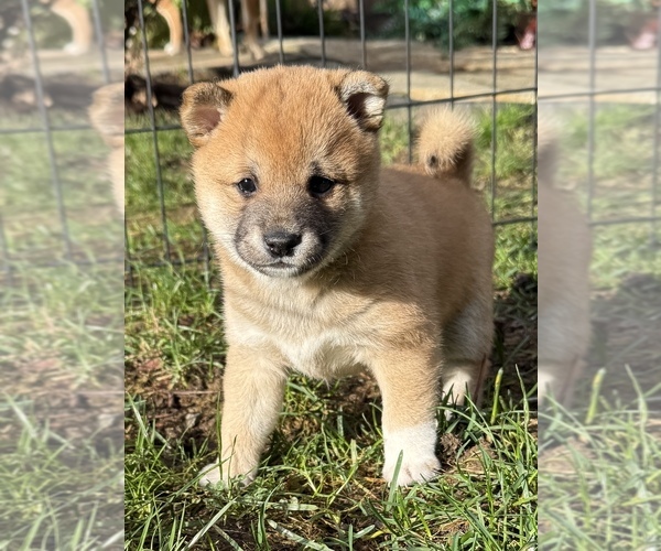 Medium Photo #3 Shiba Inu Puppy For Sale in SNOHOMISH, WA, USA