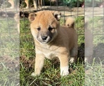 Small #2 Shiba Inu