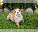 Small #4 English Bulldog