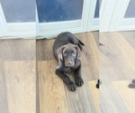 Puppy 1 Labrador Retriever