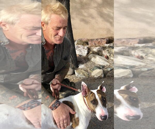 Medium Photo #9 Bulldog Puppy For Sale in Oro Valley, AZ, USA
