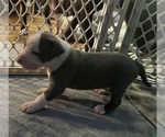 Small Photo #14 American Pit Bull Terrier Puppy For Sale in ZANESVILLE, OH, USA