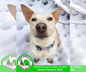 Elsa - Female Red Heeler-Unknown Mix Dog for Adoption - Photo #6
