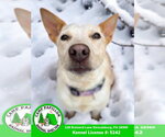 Small #5 Red Heeler Mix