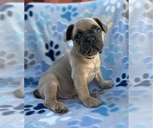 French Bulldog Puppy for sale in SACRAMENTO, CA, USA