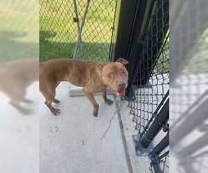 American Pit Bull Terrier Dogs for adoption in Temple, TX, USA
