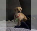 Small #1 Chihuahua Mix