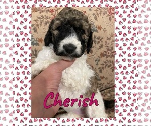 Poodle (Standard) Puppy for sale in LITTLE ROCK, AR, USA