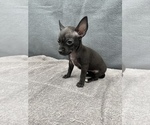 Small Photo #16 Chihuahua Puppy For Sale in SAINT AUGUSTINE, FL, USA