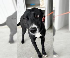 Mutt Dogs for adoption in Bakersfield, CA, USA