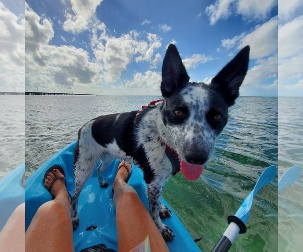 Medium Photo #2 Mutt Puppy For Sale in Lewistown, PA, USA