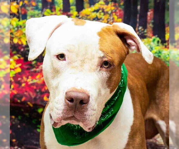 Medium Photo #1 Bulldog-Unknown Mix Puppy For Sale in Sanford, FL, USA