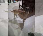 Small #3 Mutt
