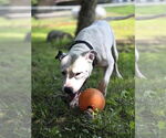 Small #3 American Pit Bull Terrier Mix