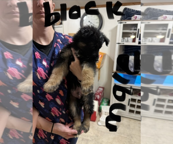 Medium Photo #2 German Shepherd Dog Puppy For Sale in RUSTBURG, VA, USA