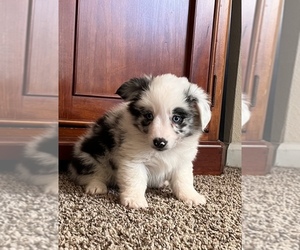 Aussie-Corgi Puppy for sale in SPRINGTOWN, TX, USA