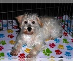Small #13 Schnoodle (Miniature)