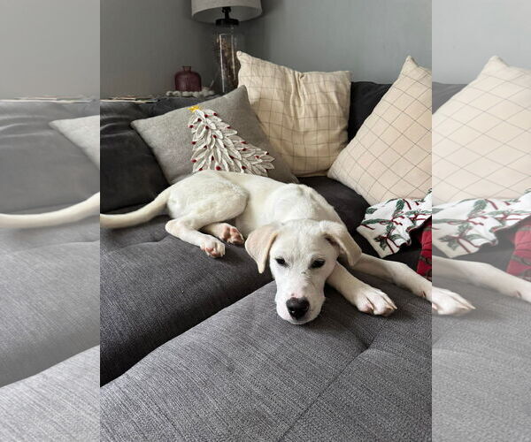 Medium Photo #4 Anatolian Shepherd-Unknown Mix Puppy For Sale in Westwood, NJ, USA